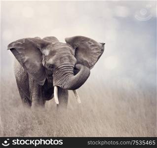 African Elephant walking in the grassland