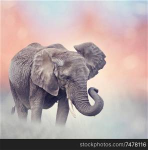 African Elephant walking in the grassland at sunset