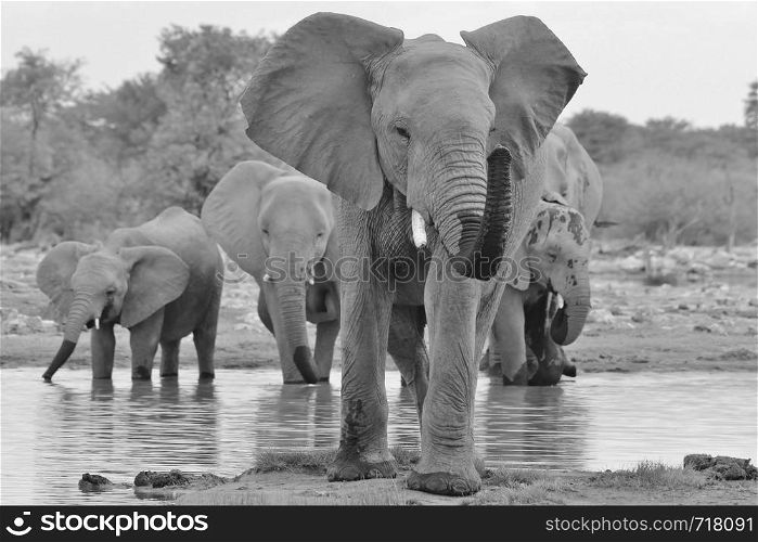 African Elephant - Wildlife Giant