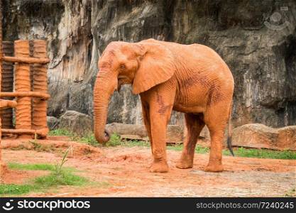 African elephant with red soil on skin in zoo. Elephants are large animals.