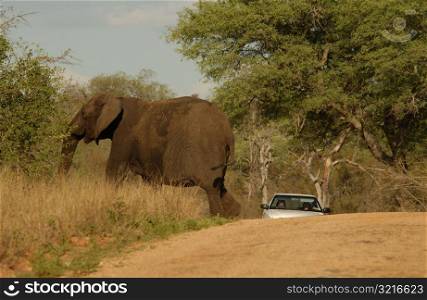 African Elephant zoological zoology
