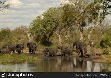 African Elephant zoology