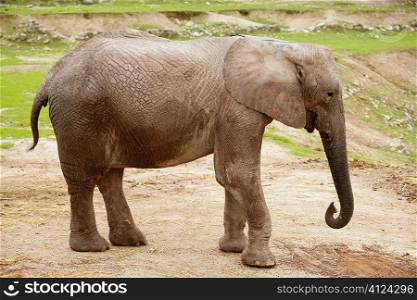 African elephants image over clay soil with grass in background