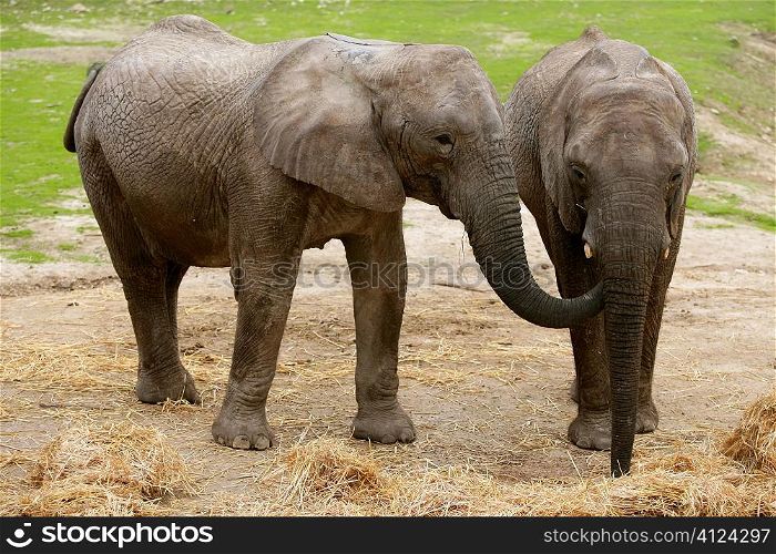 African elephants image over clay soil with grass in background