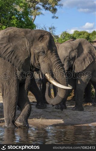 African Elephants (Loxodonta africana) at a waterhole in the Savuti region of Botswana, Africa.