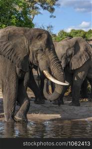 African Elephants (Loxodonta africana) at a waterhole in the Savuti region of Botswana, Africa.