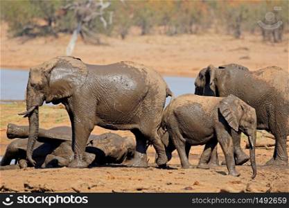 African elephants (Loxodonta africana) at a waterhole, Kruger National Park, South Africa