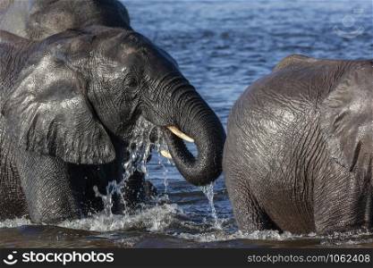 African Elephants (Loxodonta africana) crossing the Chobe River in Chobe National Park in Botswana, Africa.