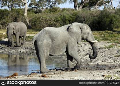 African elephants (Loxodonta africana) drinking at a waterhole in Savuti in Botswana