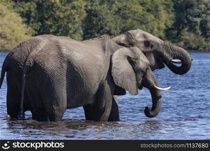 African Elephants (Loxodonta africana) drinking in the Chobe River in northern Botswana, Africa.