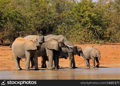African elephants (Loxodonta africana) drinking water, Kruger National Park, South Africa