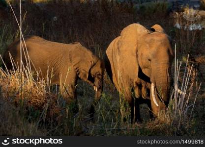 African elephants (Loxodonta africana) feeding, Kruger National Park, South Africa
