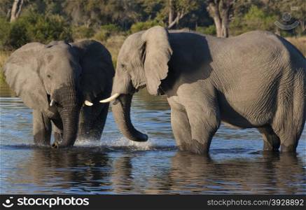 African Elephants (Loxodonta africana) in a waterhole in the Savuti region of Botswana