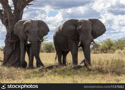 African Elephants (Loxodonta africana) in the Savuti region of Botswana, Africa.