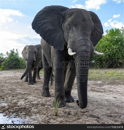 African Elephants (Loxodonta africana) near a waterhole in the Savuti region of Botswana, Africa.