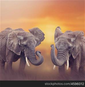 African Elephants walking in the grassland at sunset