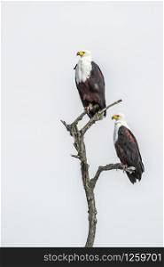 African fish eagle couple isolated in white background in Kruger National park, South Africa ; Specie Haliaeetus vocifer family of Accipitridae. African fish eagle in Kruger National park, South Africa