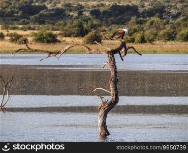 African fish eagle perched on a dried-up tree in the lake in South Africa