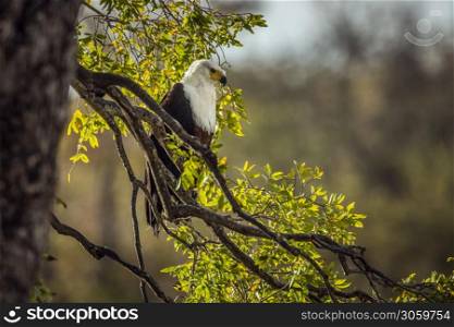 African fish eagle standing in branch in backlit in Kruger National park, South Africa ; Specie Haliaeetus vocifer family of Accipitridae. African fish eagle in Kruger National park, South Africa