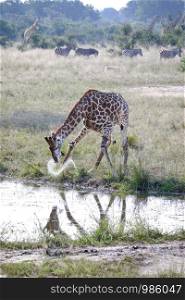 African giraffe drinking water by the pond