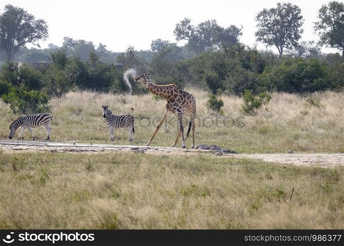 African giraffe drinking water from a waterhole
