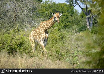 African giraffe in the middle of the bush