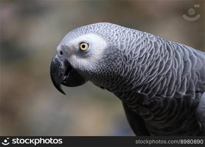 african gray parrot parrot bird