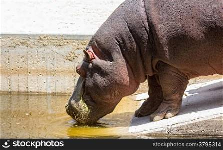 African hippo drinking water