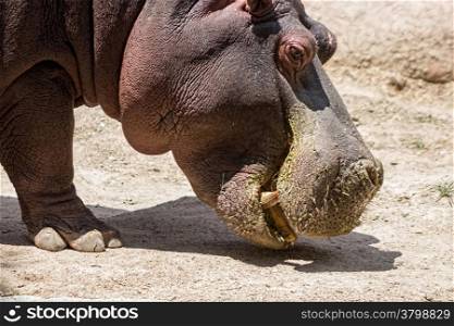 African hippo looking for food