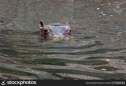 African hippo resting in the water
