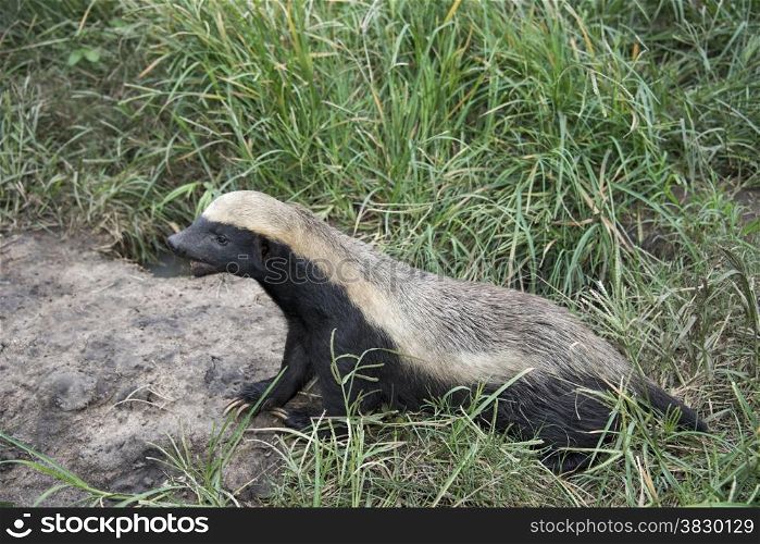 african honey badger or Mellivora capensis
