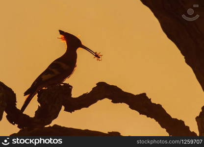 African hoopoe in Kruger National park, South Africa ; Specie Upupa africana family of Upupidae. African hoopoe in Kruger National park, South Africa