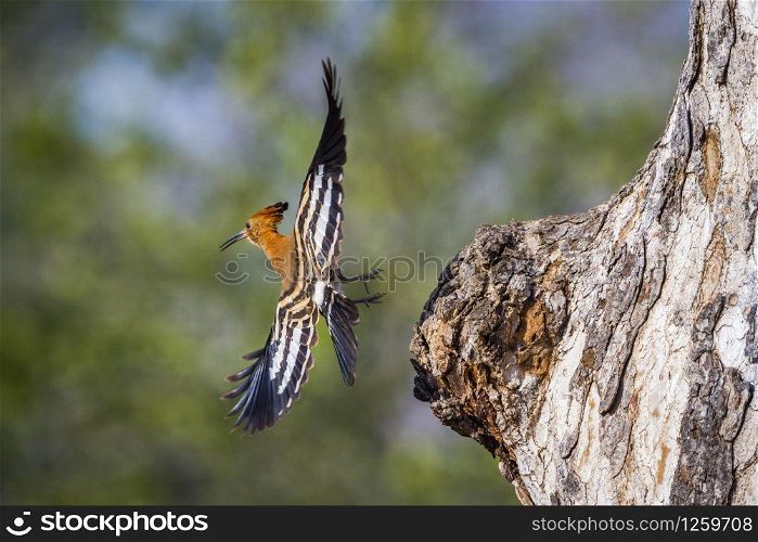 African hoopoe in Kruger National park, South Africa ; Specie Upupa africana family of Upupidae. African hoopoe in Kruger National park, South Africa