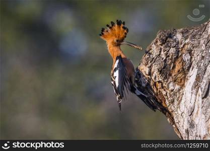 African hoopoe in Kruger National park, South Africa ; Specie Upupa africana family of Upupidae. African hoopoe in Kruger National park, South Africa