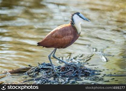 African Jacana on the water in the Kruger National Park, South Africa.