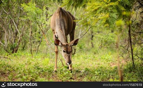 African Kudu Cow antelope buck in a South African wildlife reserve