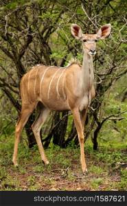 African Kudu Cow antelope buck in a South African wildlife reserve