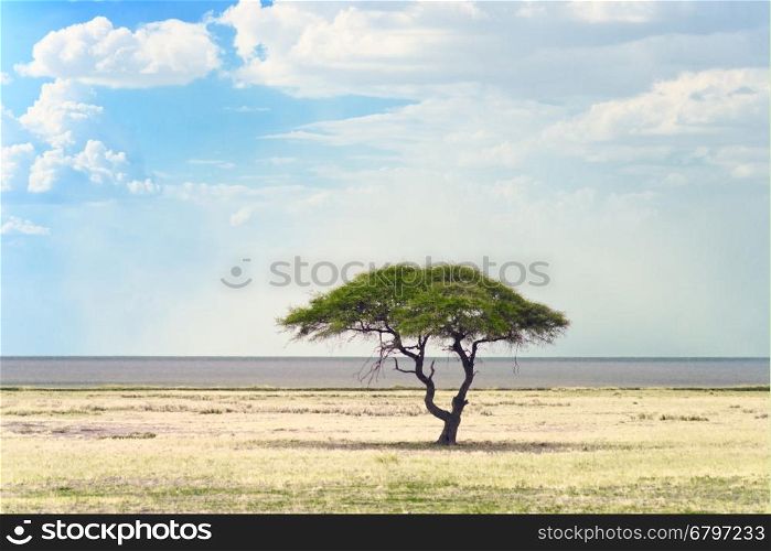 african landscape