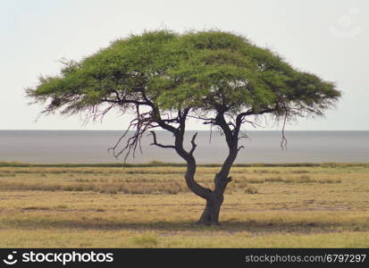 african landscape