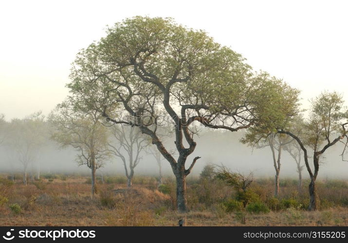 African Landscape - Kruger National Park