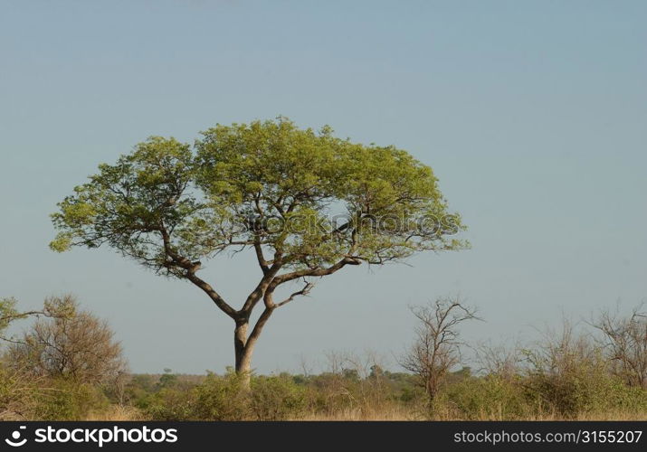 African Landscape - Kruger National Park