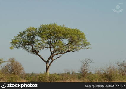 African Landscape - Kruger National Park