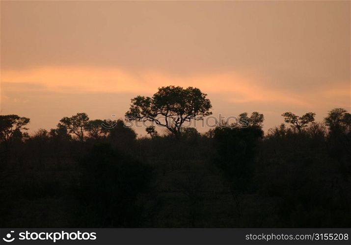 African Landscape - Kruger National Park