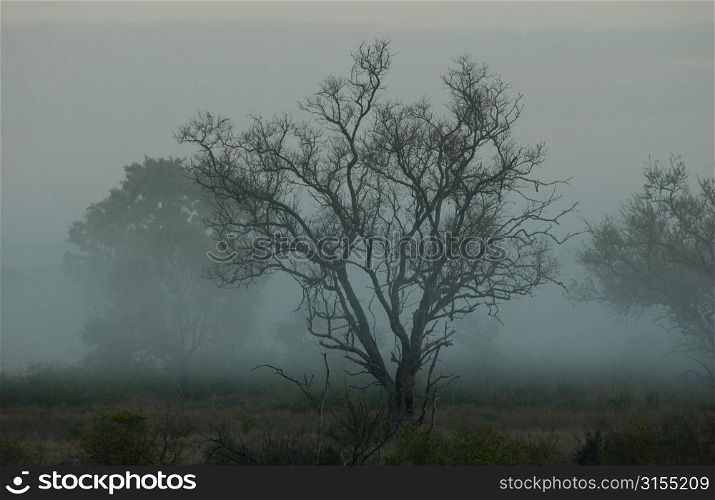 African Landscape - Kruger National Park