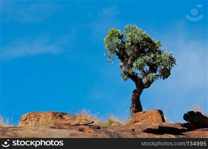 African landscape with a tree on a rocky ridge against a blue sky. African landscape