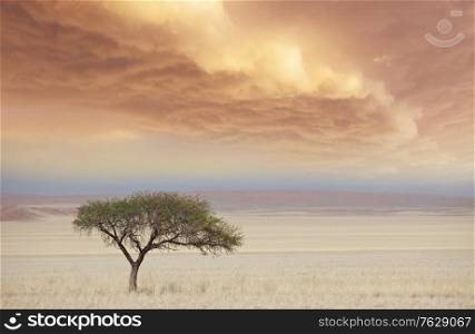 african landscapes- alone tree in deserted savannah