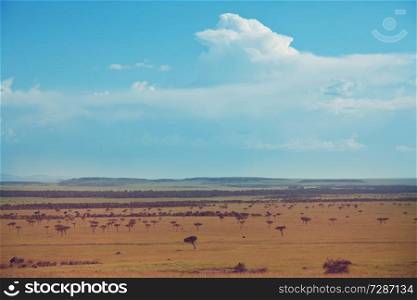 African landscapes -hot yellow bush, trees  and blue sky. Conceptual african background.
