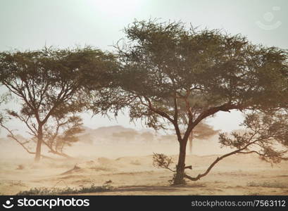 African landscapes -hot yellow bush, trees and blue sky. Conceptual african background.