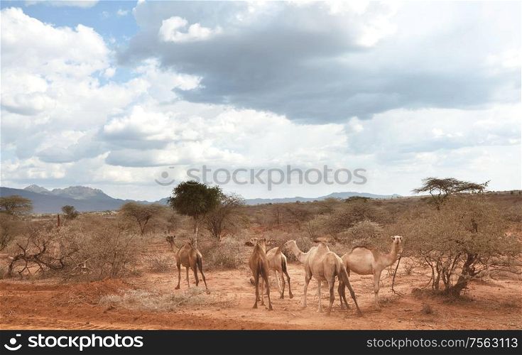 African landscapes -hot yellow bush, trees and blue sky. Conceptual african background.