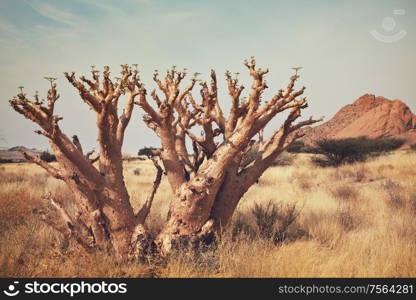 African landscapes -hot yellow bush, trees and blue sky. Conceptual african background.